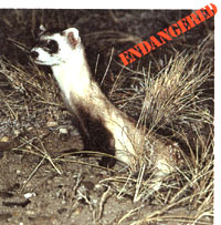 Black-footed ferret.